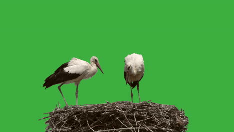 two storks perched in nest in front of green screen,close up 4k shot