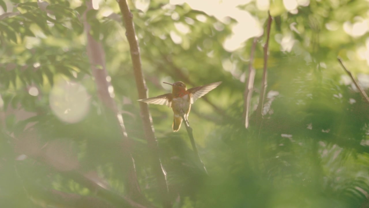 Warm backlit shot of a small songbird perched among sunlit branches before taking flight, hazy golden lens flare and soft bokeh, wildlife nature moments, garden birdwatching.