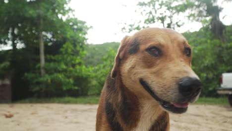 Perro-Callejero-En-Puerto-Rico-Mirando-A-Cámara