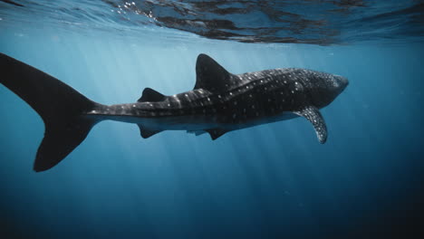 Whale-shark-near-ocean-water-surface-reflection-shimmers-grey-as-tail-cuts-across-water