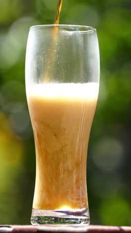 pouring process of light beer into tall glass. beer pours into a glass in summer garden making lots of bubbles and white foam. cold alcohol refreshment on nature background. vertical video