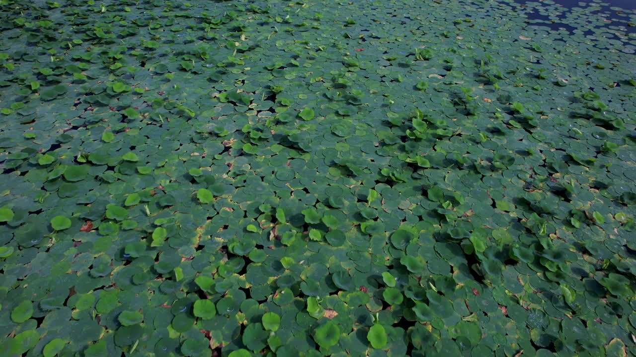 Primo piano aereo di un lago adornato da abbondanti ninfee in fiore.