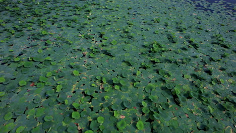 aerial closeup of a lake adorned with blooming water lilies in abundance