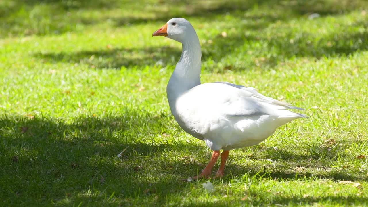 일어서서 깃털로 간지럽히는 오리