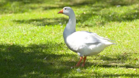 un pato de pie y coqueteando haciendo cosquillas con su pluma