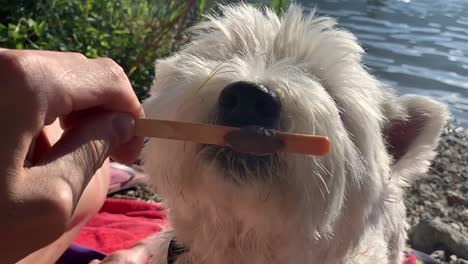 dog licking ice cream on the wooden stick in slow motion