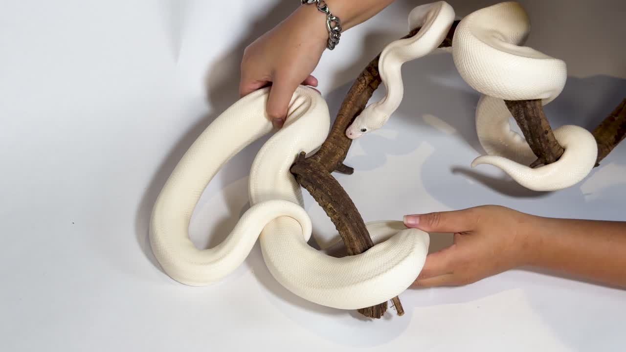 Dua ular piton bola leucistic putih merayap di dahan sambil ditangani oleh tangan manusia