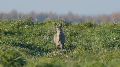 Gemeinsame-Wilde-Rehe-Perfekte-Nahaufnahme-Auf-Wiese-Weide-Herbst-Goldene-Stunde-Licht