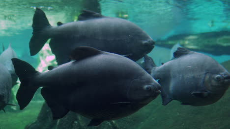 Myleus-Pacu-Großer-Fisch-Aus-Dem-Amazonasschwimmen-Um-Einen-überschwemmten-Wald