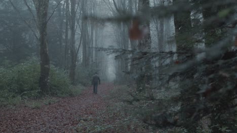 man walks down long avenue of trees within wilderness