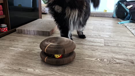 curious cat plays with toy ball in home, focused and calm indoor moment