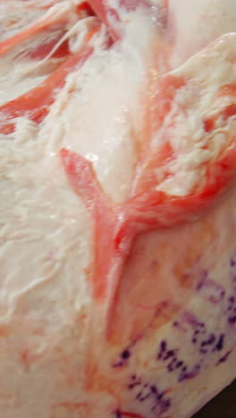 close-up of animal meat