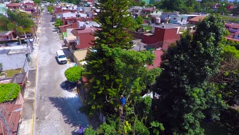 pruning high trees requires skil, and a lot of value, at least in mexico it is done by very brave people