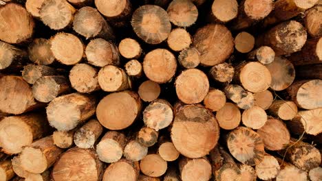 vertical pan shot of huge woodpile in forest