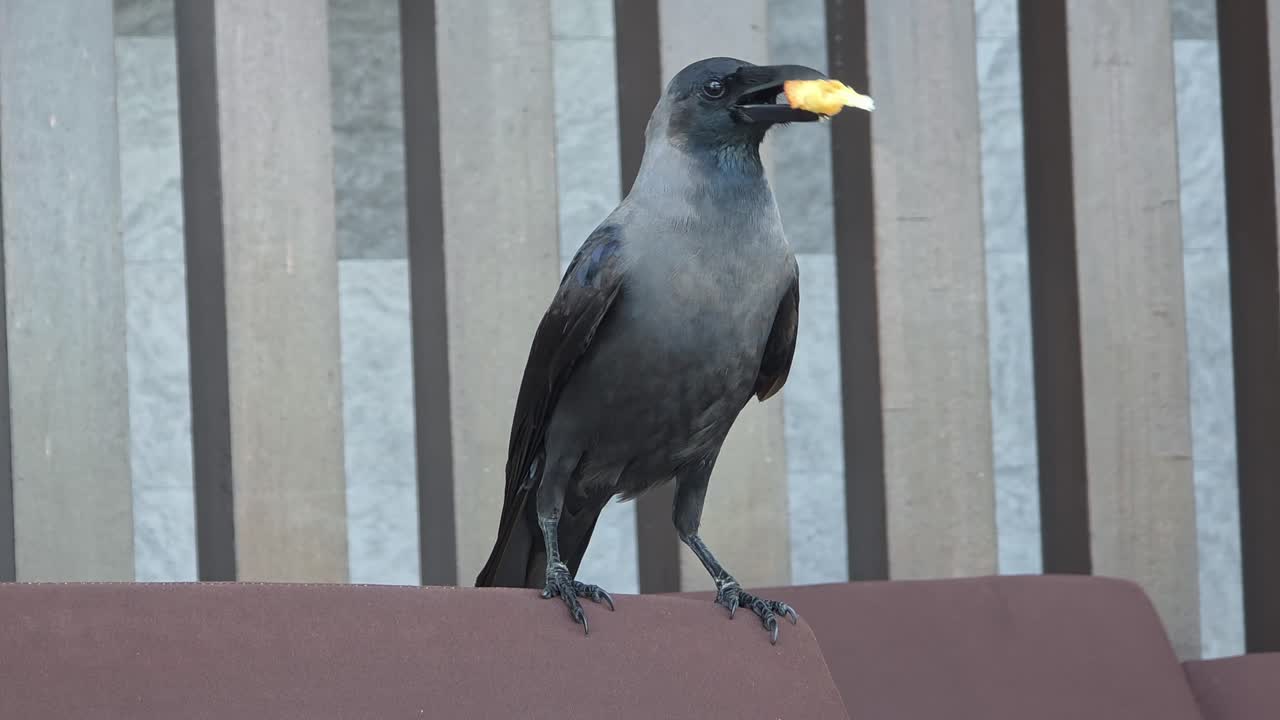House Crow Perching With Food In Its Beak. closeup shot