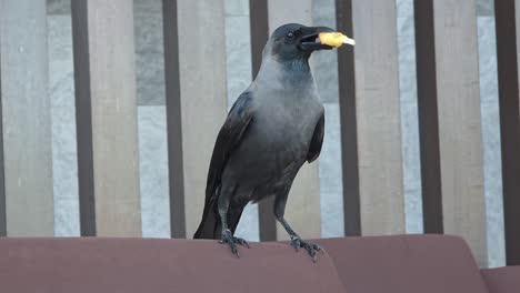 house crow perching with food in its beak. closeup shot
