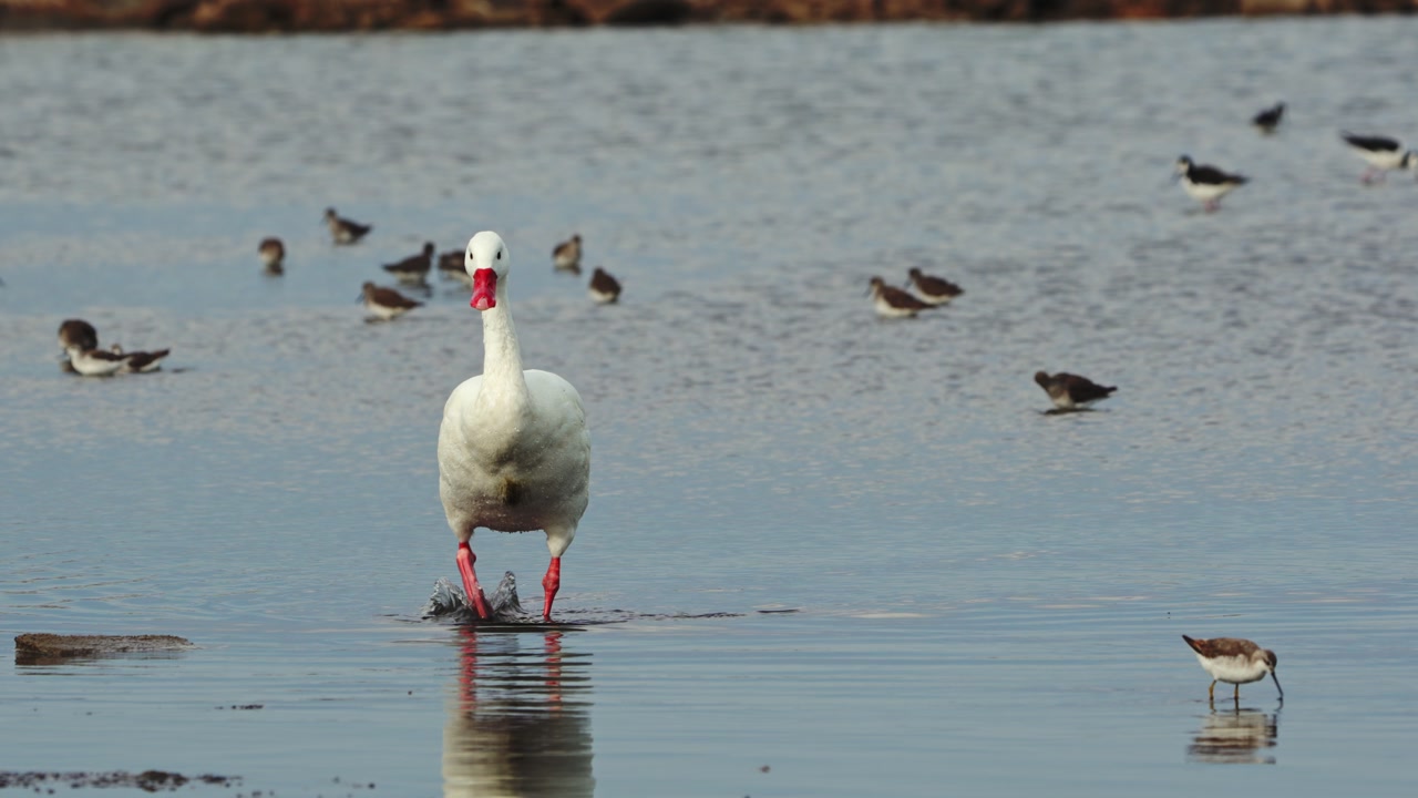 Birds resting and feeding in shallow saline water at Mar Chiquita Lagoon in Córdoba, Argentina. Natural wildlife scene in Ansenuza National Park.