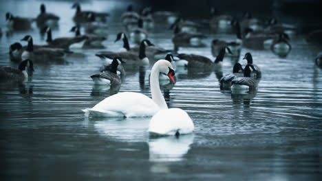 pair of wild white swans drinking from icy lake water