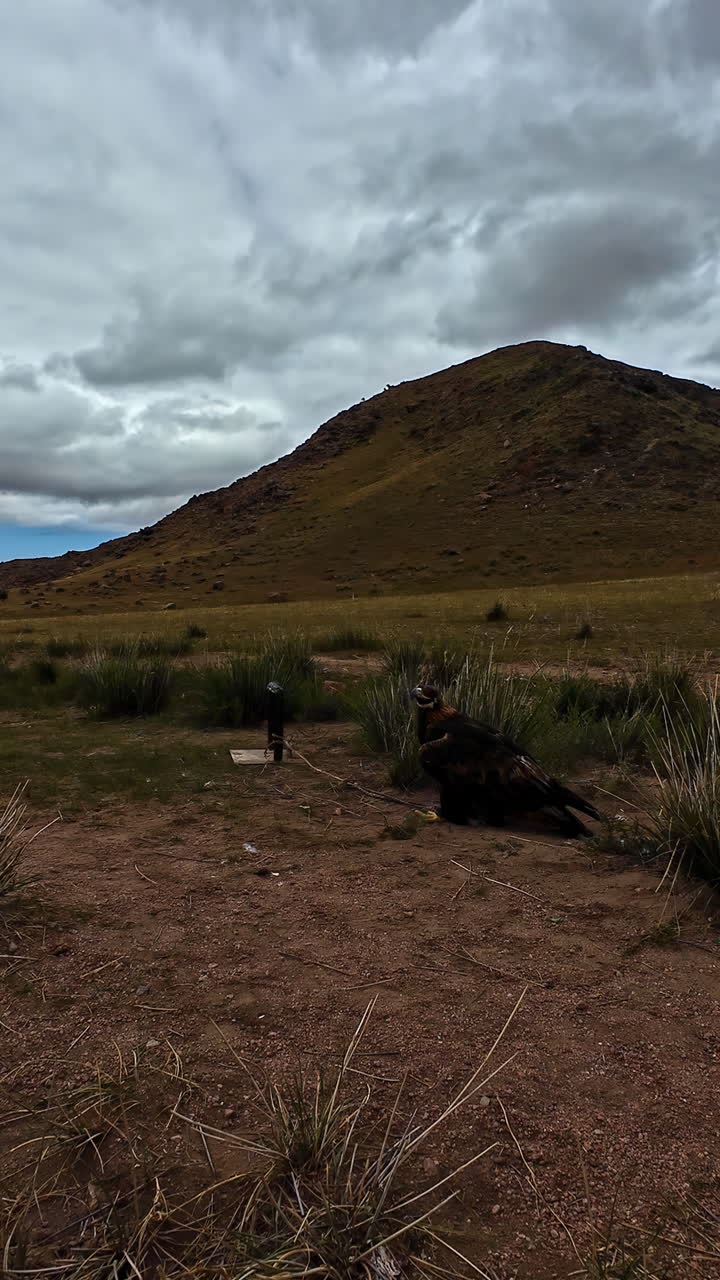 Golden eagle resting at arid land with hills at background during evening.