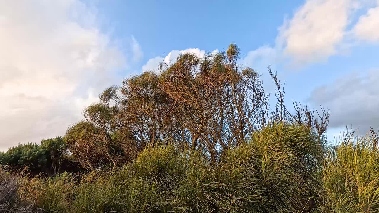 árboles balanceándose en el viento bajo el cielo azul