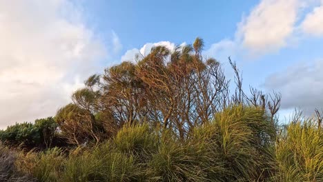 trees swaying in the wind under blue sky