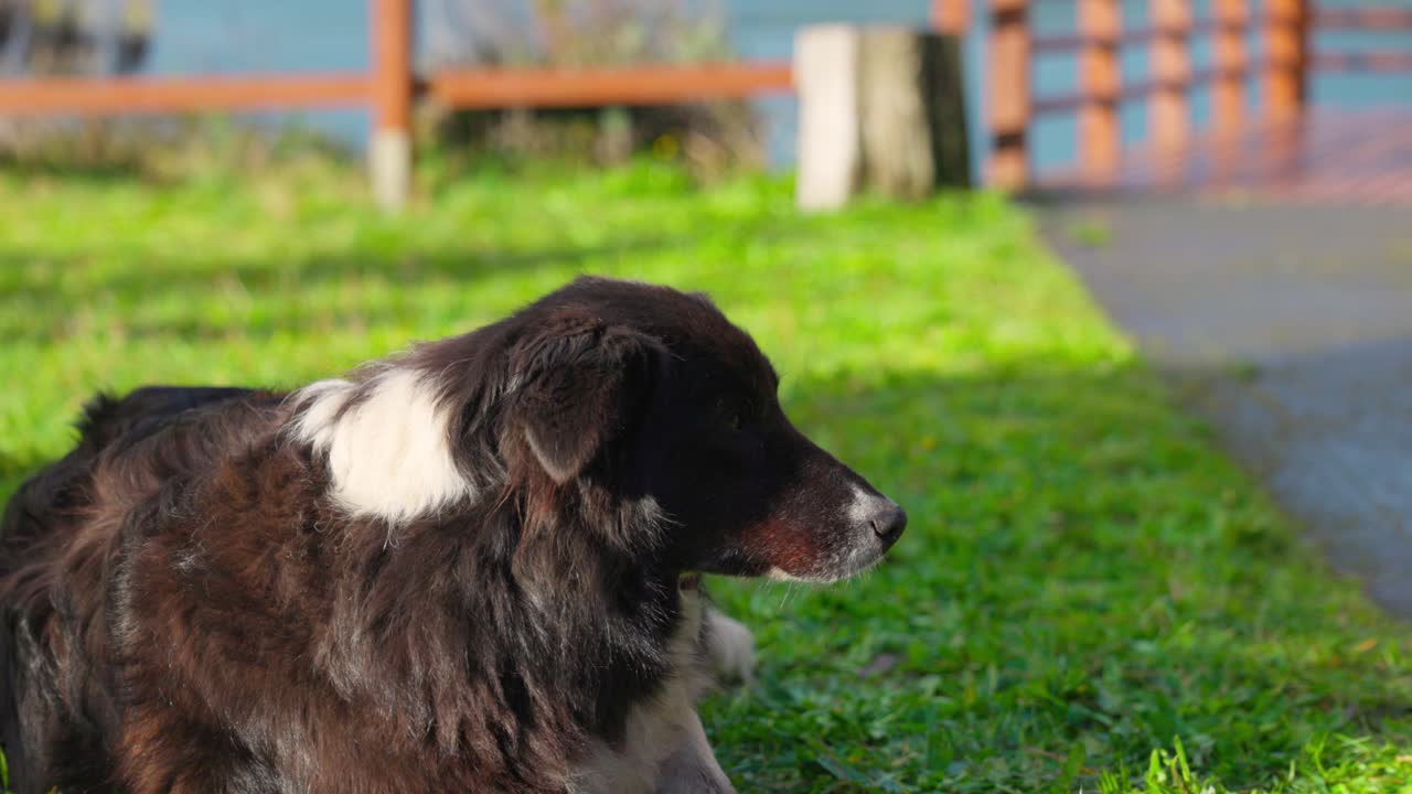Slow motion Australian Shepherd dog in Castro, Chilo&eacute; archipi&eacute;lago south of Chile