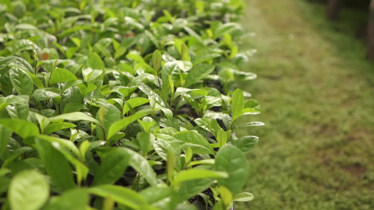 Seed Tray full of Healthy green Yerba Mate Leaves, Travelling Macro Shot