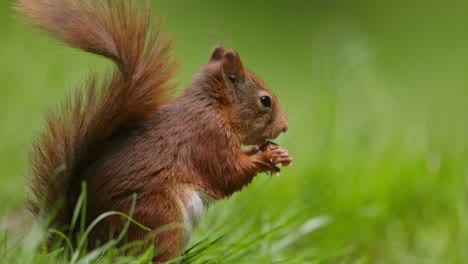 Red Squirrel Eating a Nut