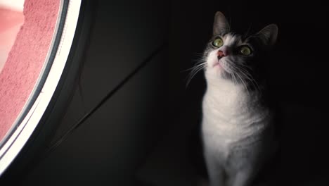 Cat-inside-house-looking-through-the-window-trying-to-open-it-and-escape