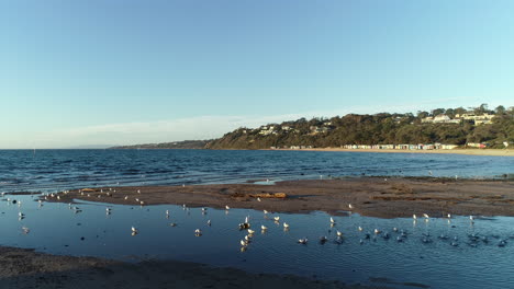 Möwen,-Die-In-Einem-Flachen-Pool-Neben-Einem-Großen-Ozean-Am-Strand-Von-Mornington-Waten