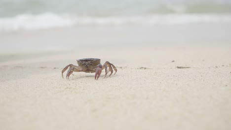 crab goes near the ocean