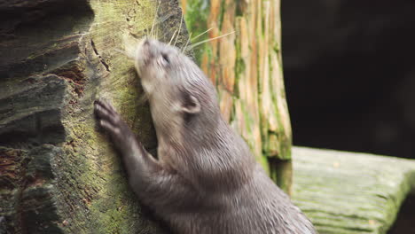 pequeña nutria asiática con garras frotándose contra el tronco de un árbol