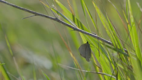 mariposas y abejorros sentados en flor en cámara lenta comiendo néctar