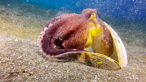 Kokosnuss-Oktopus,-Versteckt-Zwischen-Drei-Muschelschalen