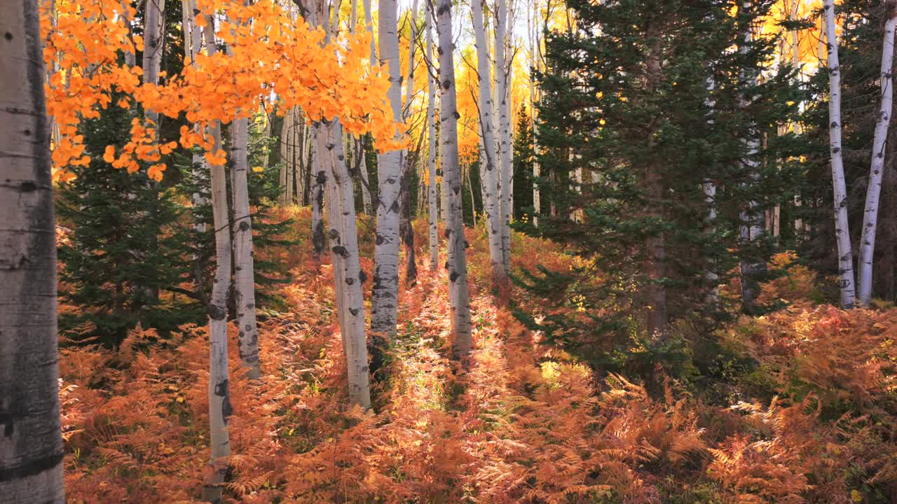 Autumn Fall sunny golden yellow quaking aspen trees grove forest woods aerial drone Colorado Rocky Mountains Kebler Pass Crested Butte Telluride Aspen Snowmass Breckenridge Vail backwards motion