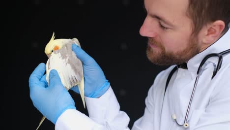veterinarian examining a cockatiel