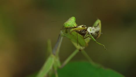 cerrar vista de mantis religiosa comiendo un insecto