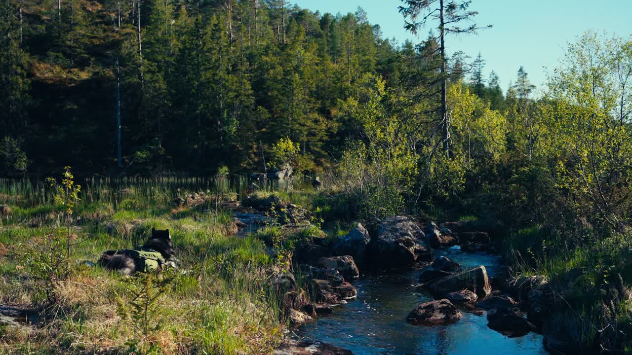 Alaskanmalamuutti makaamassa ruohikolla rehevässä vihreässä metsässä, jossa puro virtaa kivien läpi.