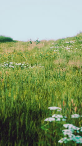 beautiful green meadow with white wildflowers