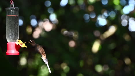 long-billed hermit  hovering around a nectar feeder