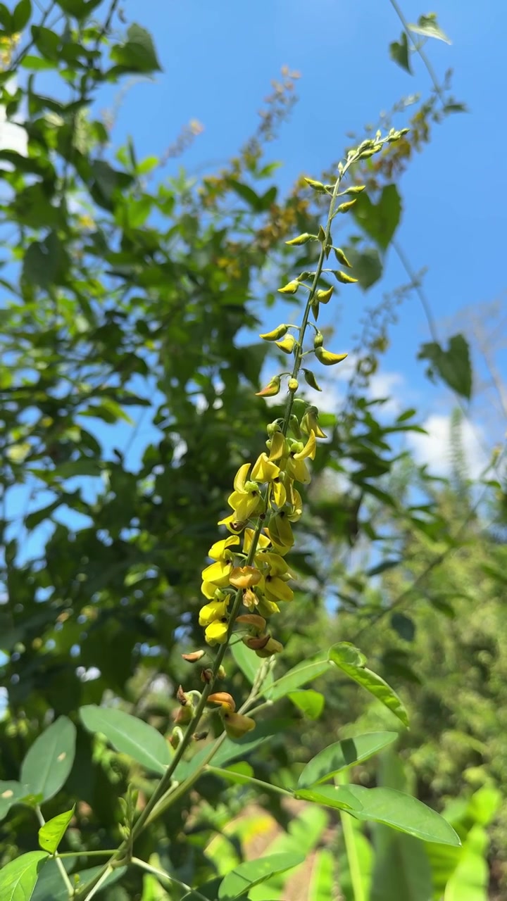 Fiori gialli di Crotalaria in fiore contro un cielo azzurro limpido