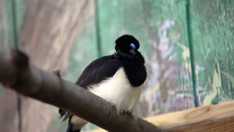 slow-motion close-up of a plush-crested jay bird sitting on a tree branch, attentively scanning its environment