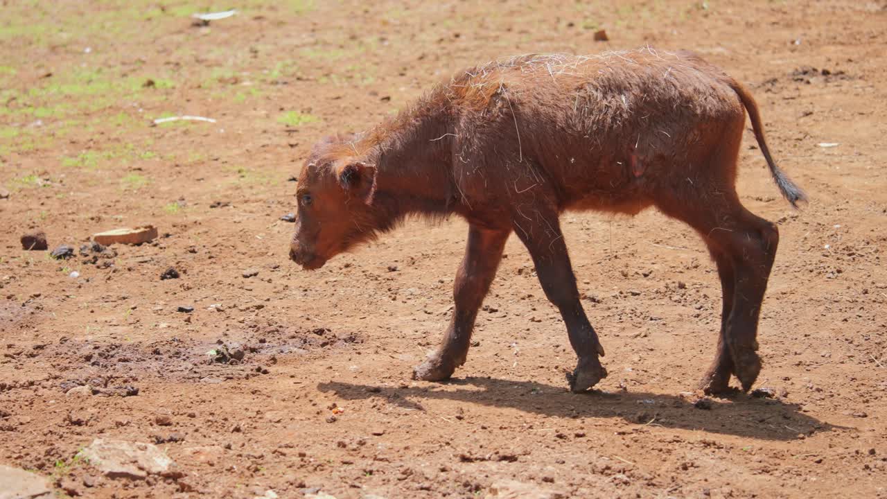 Buffalo calf walks across empty ground