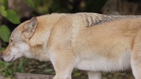 Der-Wolf-(Canis-Lupus),-Auch-Grauwolf-Genannt,-Ist-Das-Größte-Noch-Existierende-Mitglied-Der-Familie-Der-Canidae.-Wölfe-Sind-Das-Größte-Wilde-Mitglied-Der-Hundefamilie.