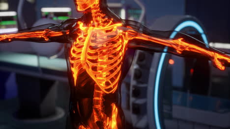 explorar los intrincados detalles del sistema esquelético humano en una anatomía vívida