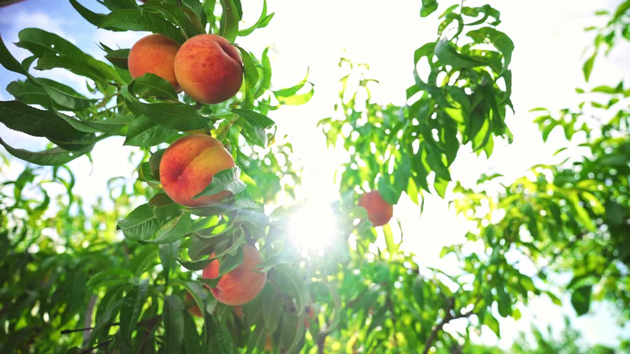 Grandi pesche succose sull'albero. Agricoltura. Frutteto favoloso. Luce solare magica. I frutti maturano al sole