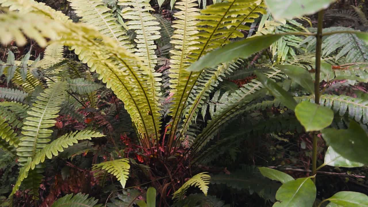 뉴질랜드 자연의 양치류와 나무