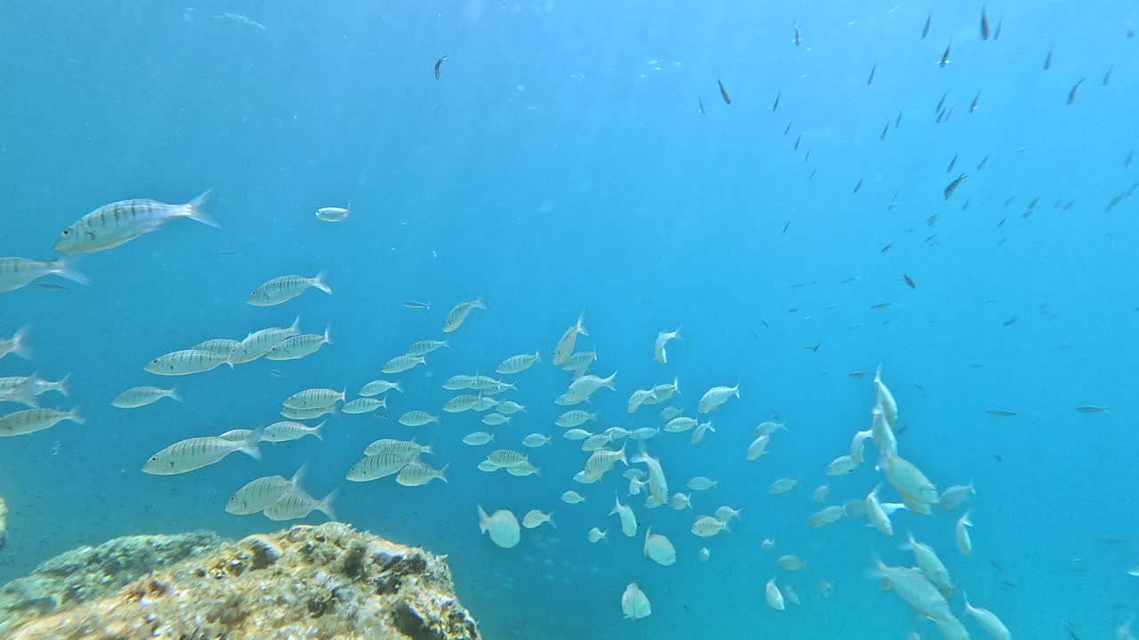Hundreds of striped bream swim together above rocky slopes in bright blue water. Ideal stock video for marine life, ocean ecology, snorkeling, or conservation projects