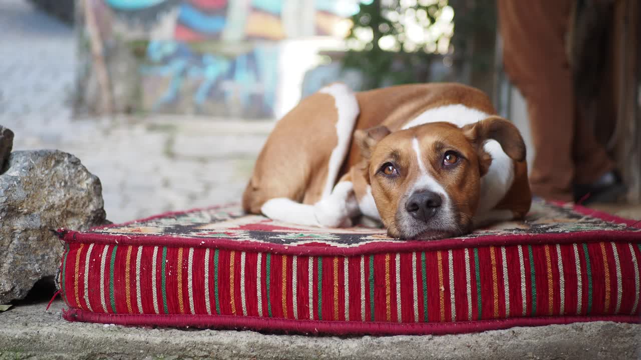 Un simpatico cane marrone sdraiato su un letto