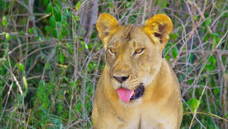 bella leona relajándose a la sombra en áfrica